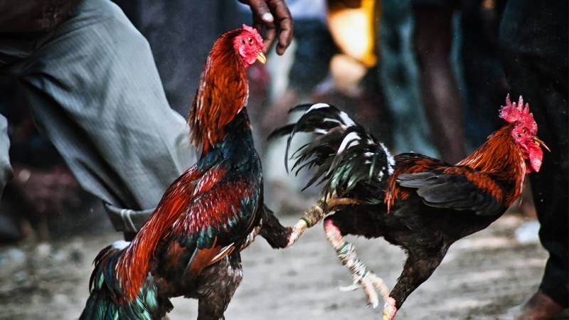 Khuyến mãi và ưu đãi đá gà cựa dao tại 23Win